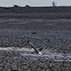 Baie-de-Somme